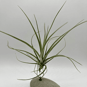 Tillandsia Rectifolia
