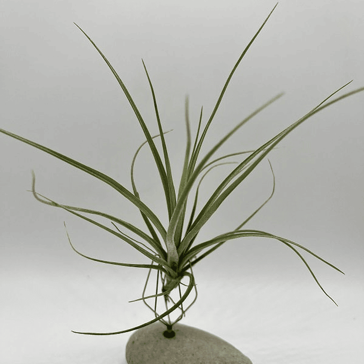 Tillandsia Rectifolia 1