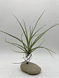 Tillandsia Rectifolia - thumbnail 1