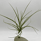 Tillandsia Rectifolia - thumbnail 1