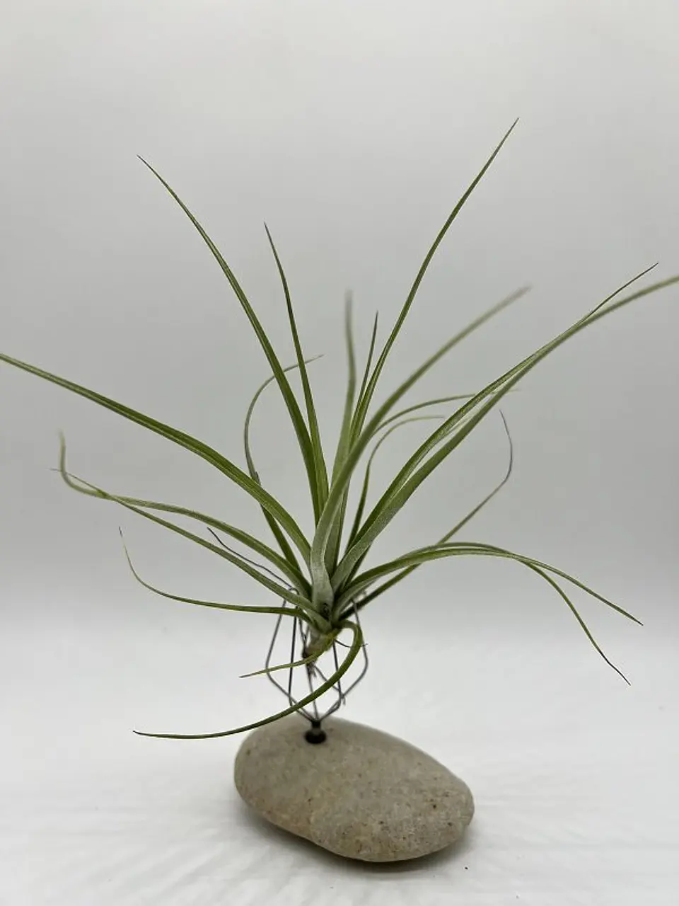 Tillandsia Rectifolia 1
