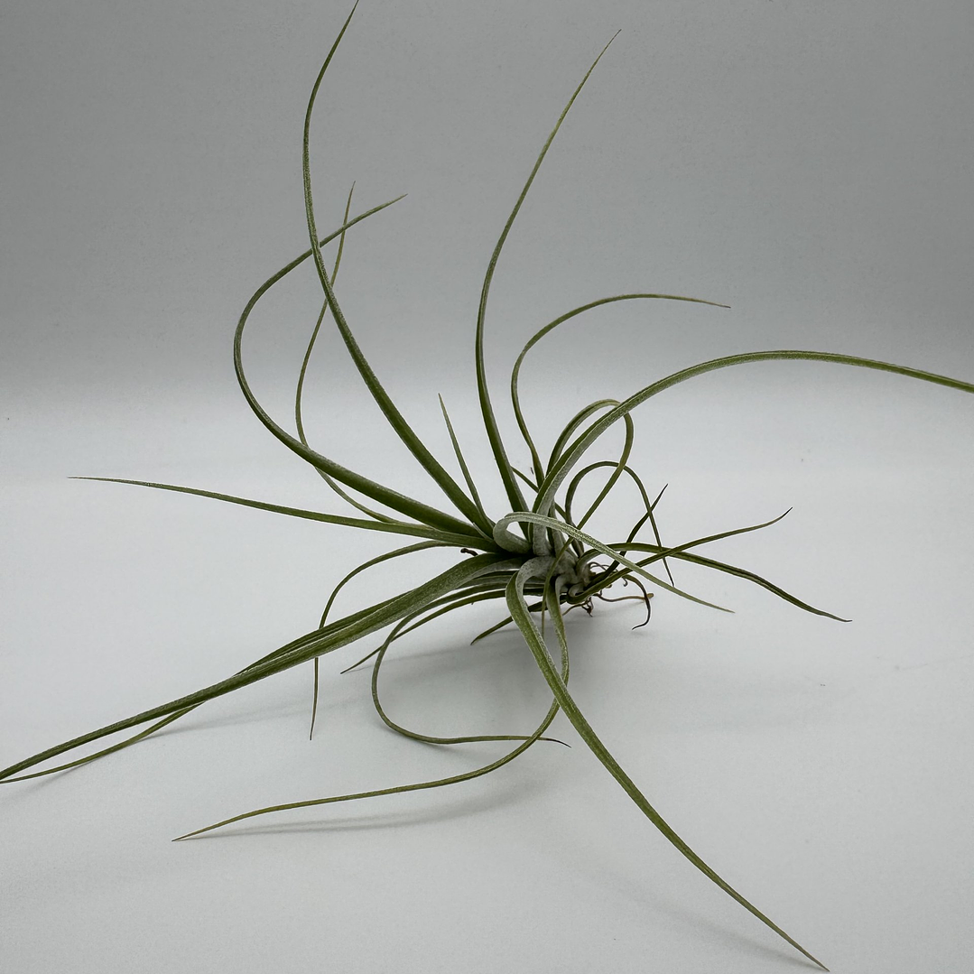 Tillandsia Rectifolia 2