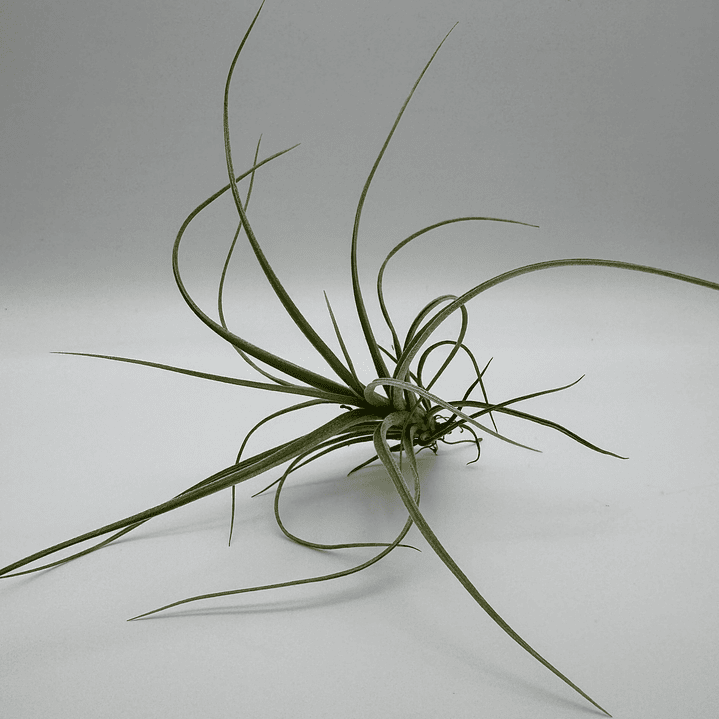 Tillandsia Rectifolia 2