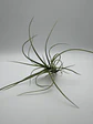 Tillandsia Rectifolia - thumbnail 2