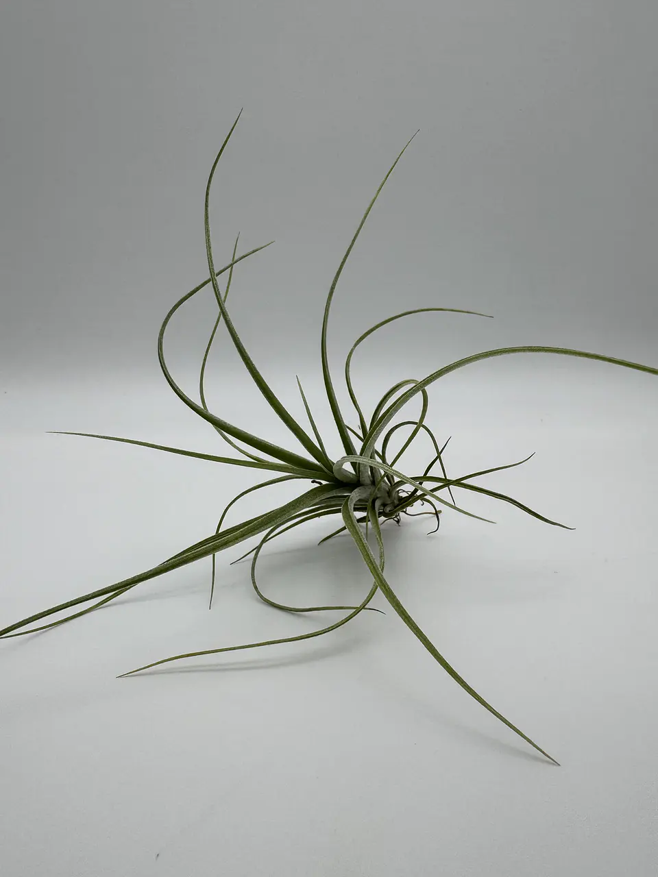 Tillandsia Rectifolia 2