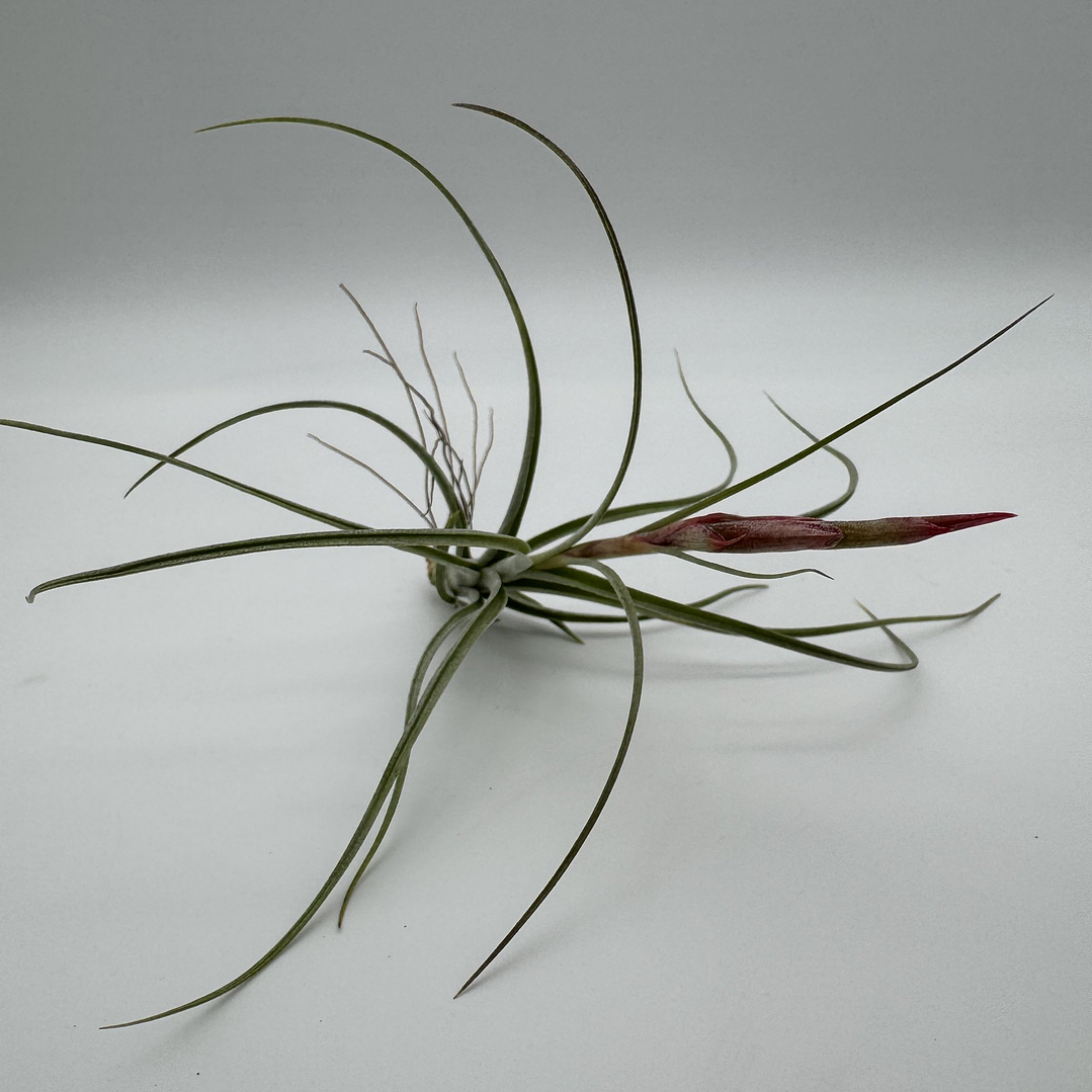 Tillandsia Rectifolia 3