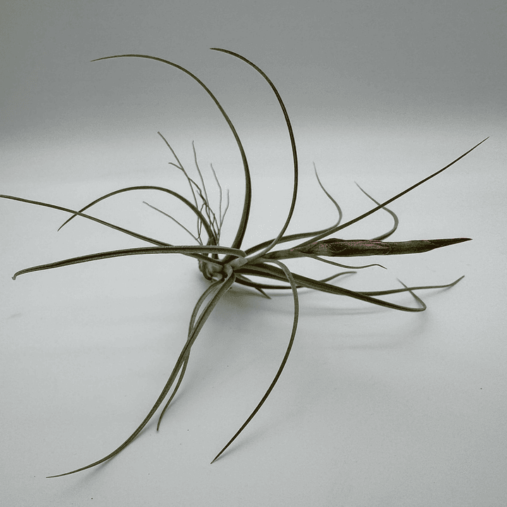 Tillandsia Rectifolia 3