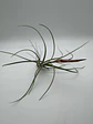 Tillandsia Rectifolia - thumbnail 3