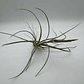 Tillandsia Rectifolia - thumbnail 3