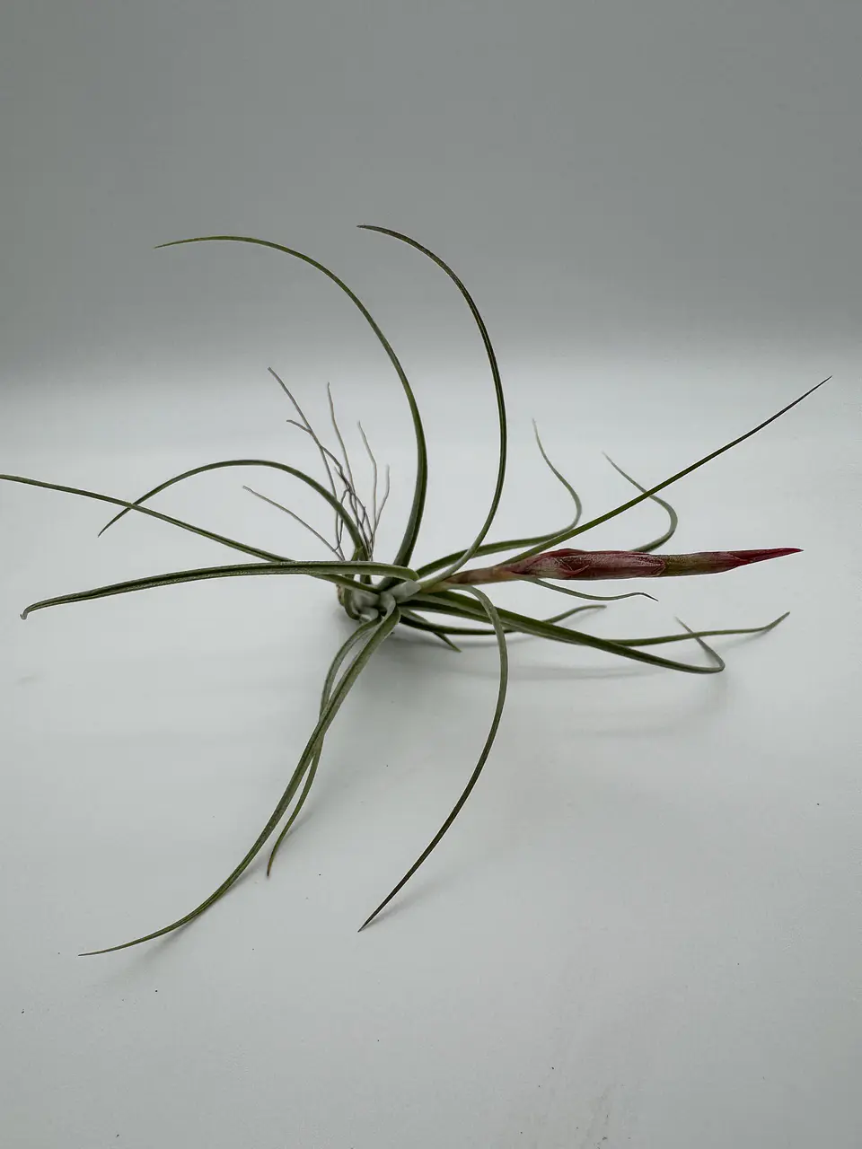 Tillandsia Rectifolia 3