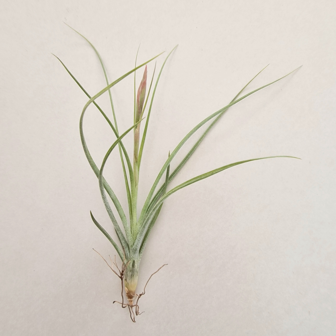 Tillandsia Rectifolia 4