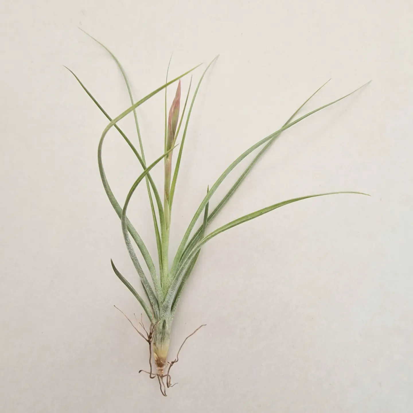 Tillandsia Rectifolia 4