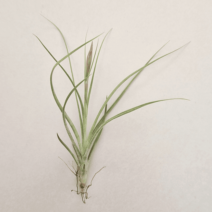 Tillandsia Rectifolia 4