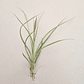 Tillandsia Rectifolia - thumbnail 4