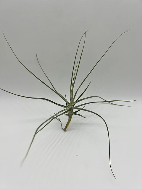 Tillandsia Schiedeana