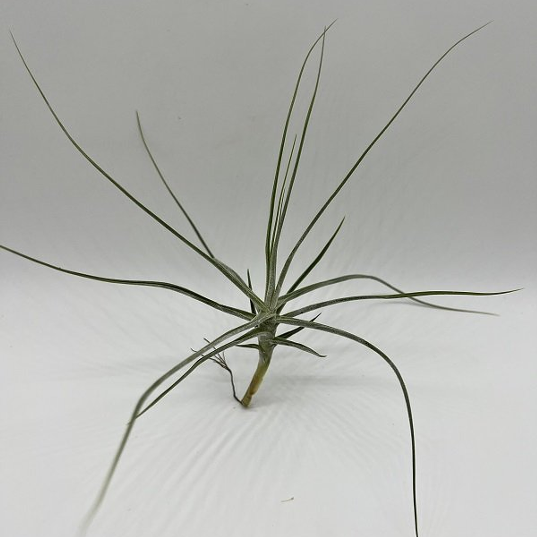 Tillandsia Schiedeana 1