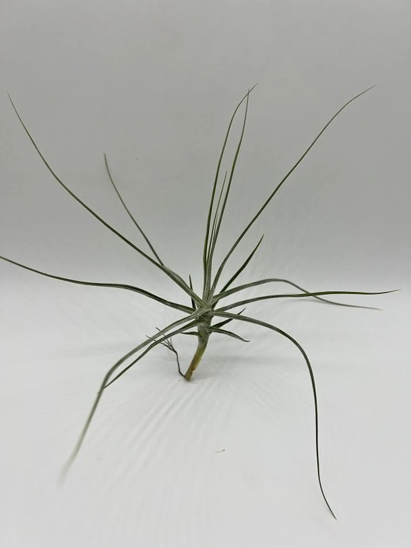 Tillandsia Schiedeana 1