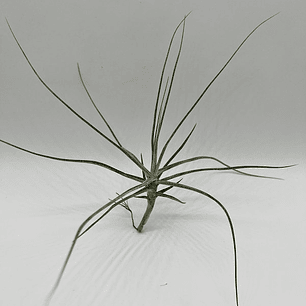 Tillandsia Schiedeana
