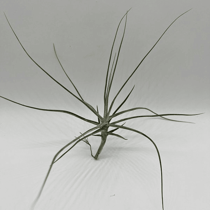 Tillandsia Schiedeana 1