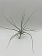 Tillandsia Schiedeana - thumbnail 1