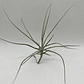 Tillandsia Schiedeana - Thumbnail 1