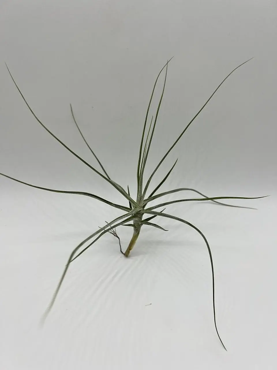 Tillandsia Schiedeana 1
