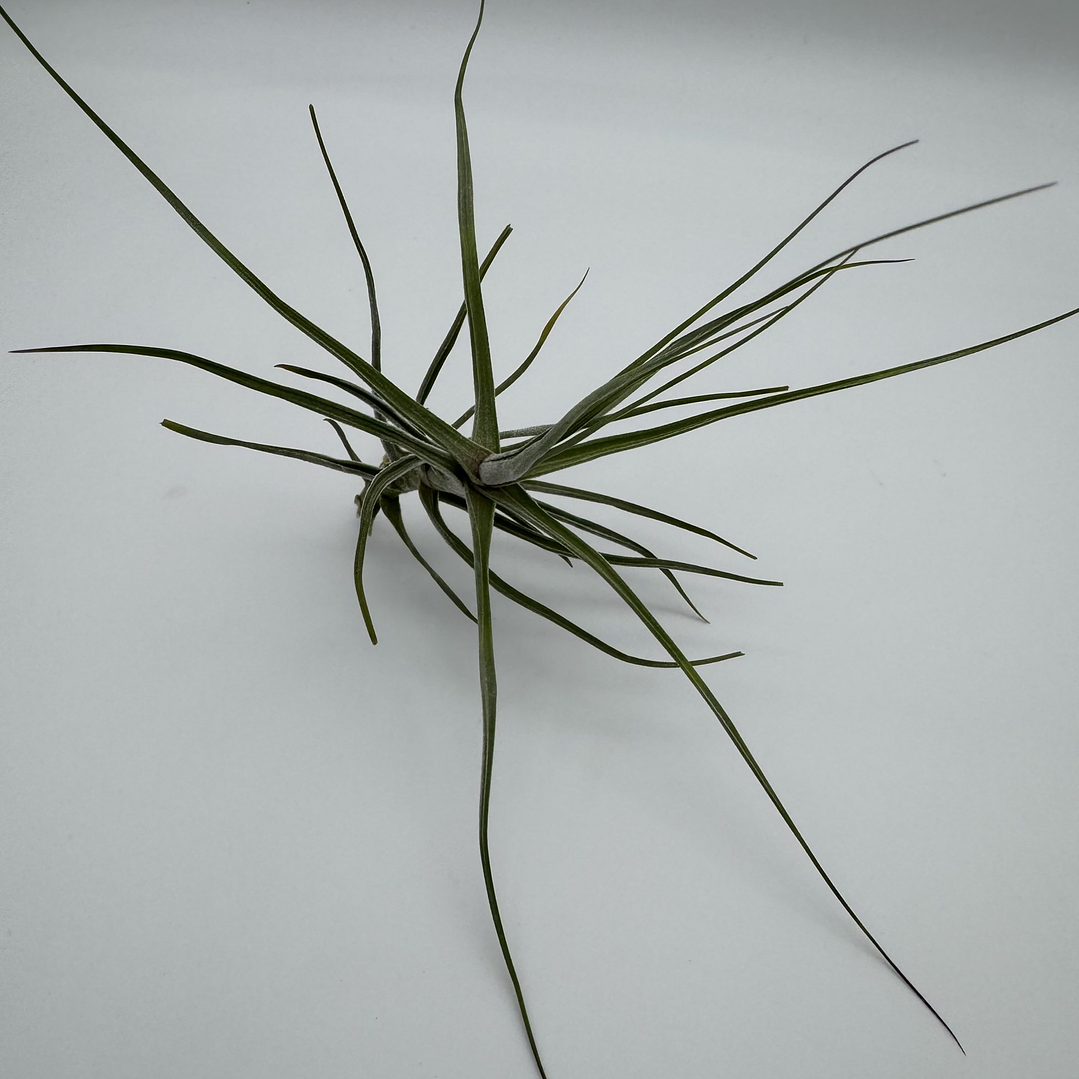 Tillandsia Schiedeana 2