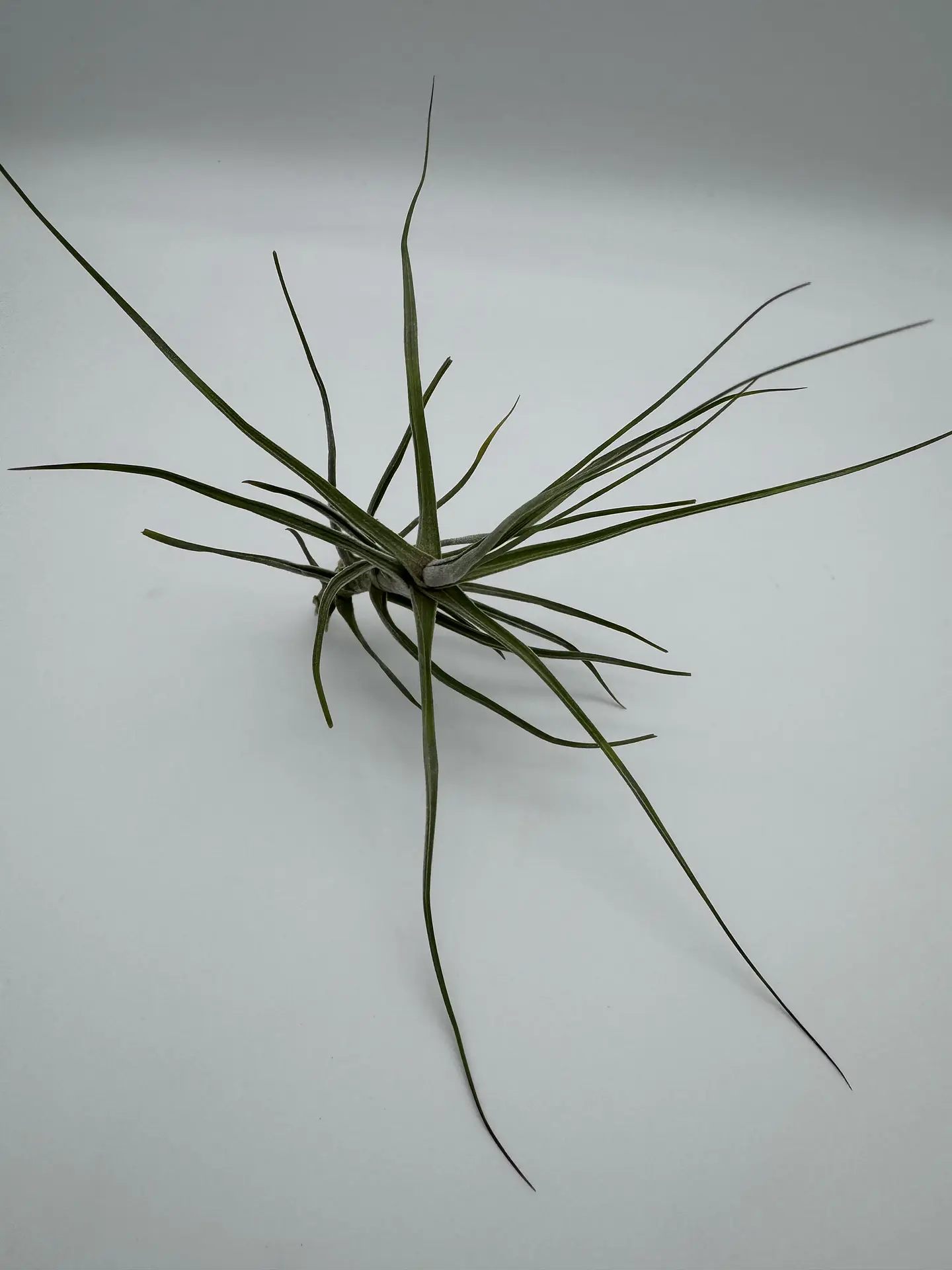 Tillandsia Schiedeana 2