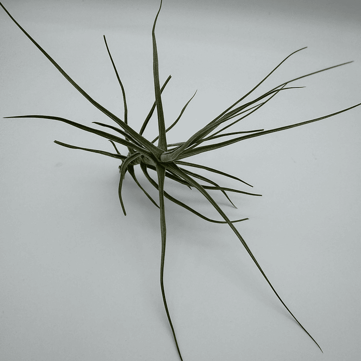 Tillandsia Schiedeana 2