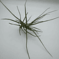 Tillandsia Schiedeana - Thumbnail 2