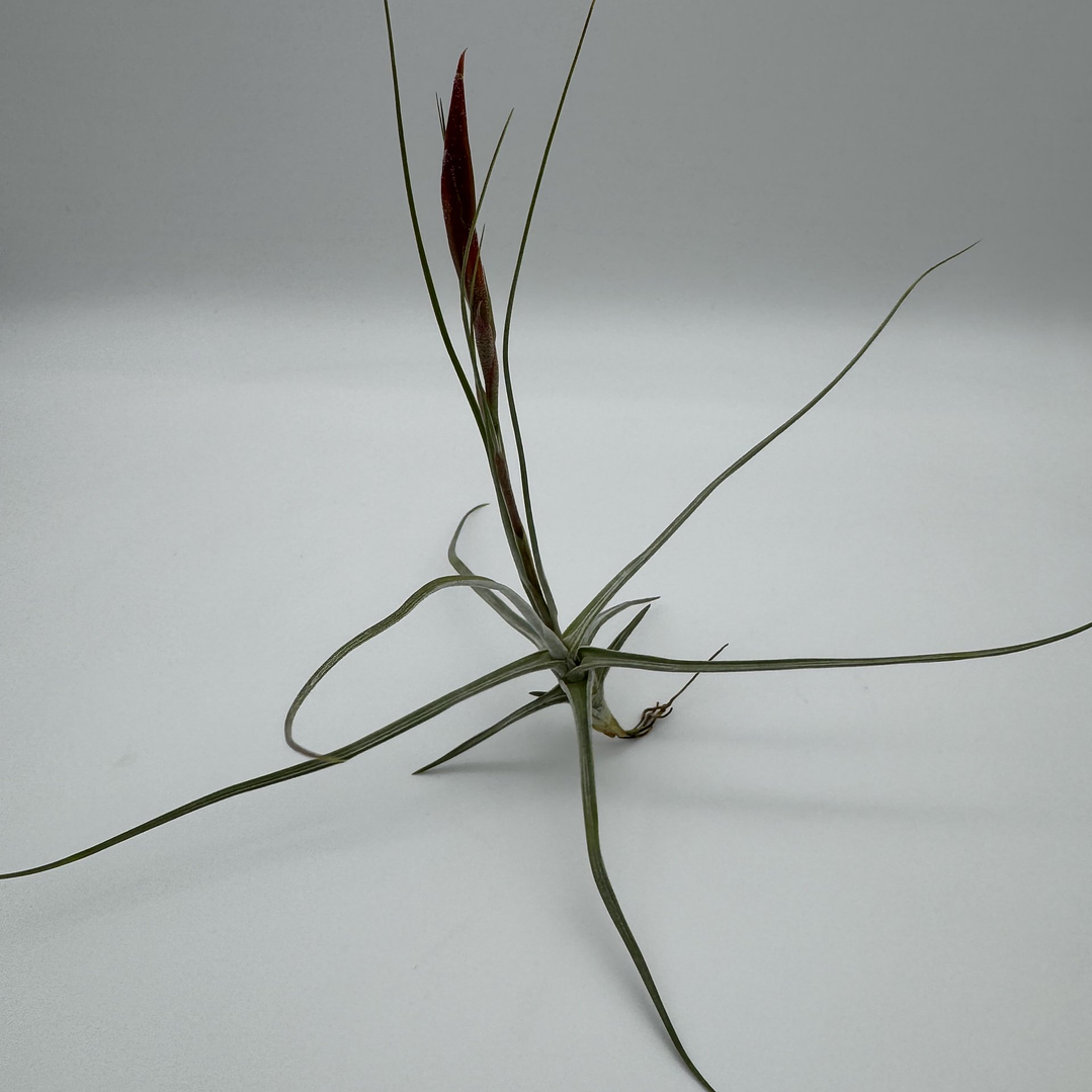 Tillandsia Schiedeana 3