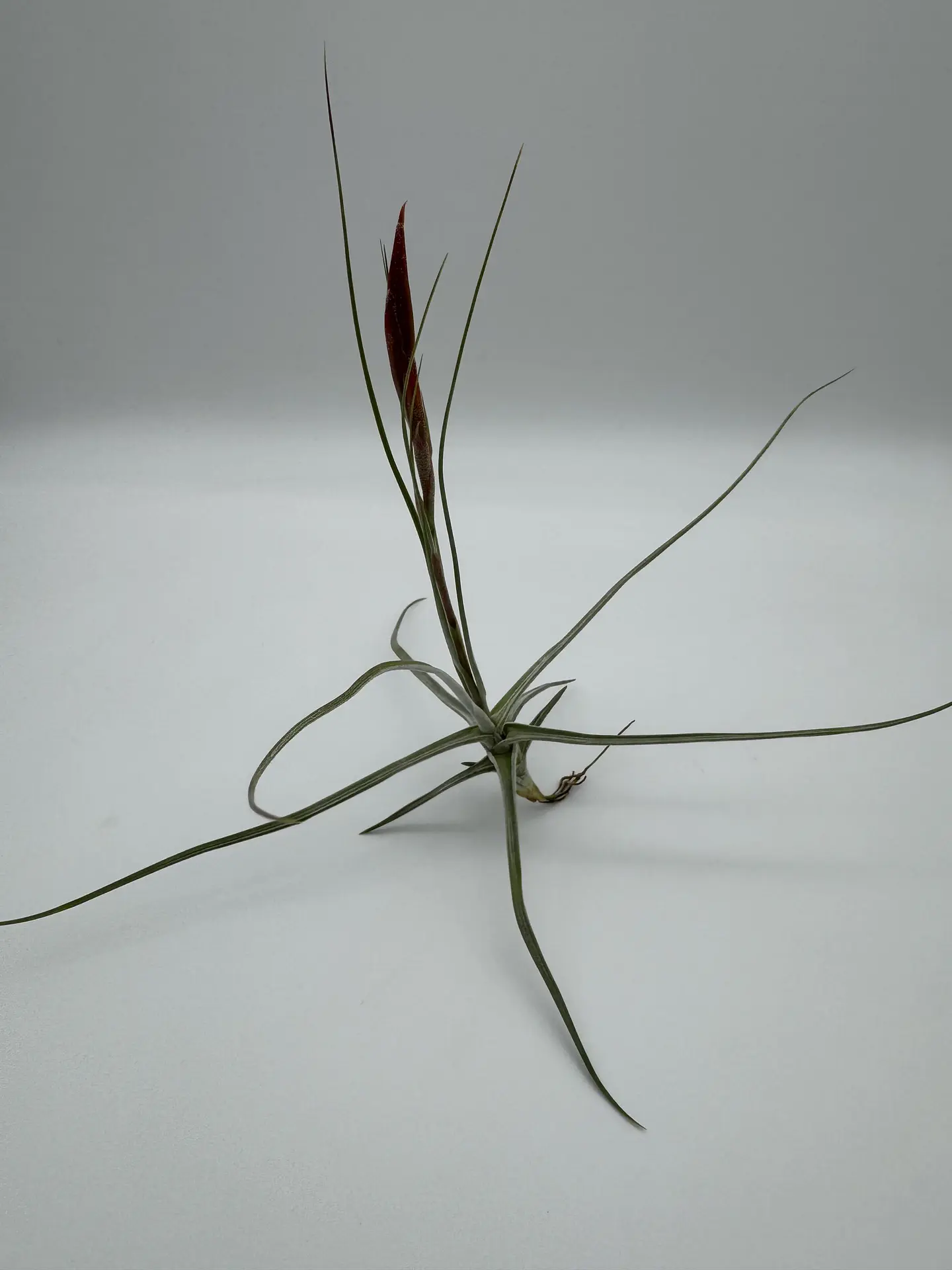 Tillandsia Schiedeana 3