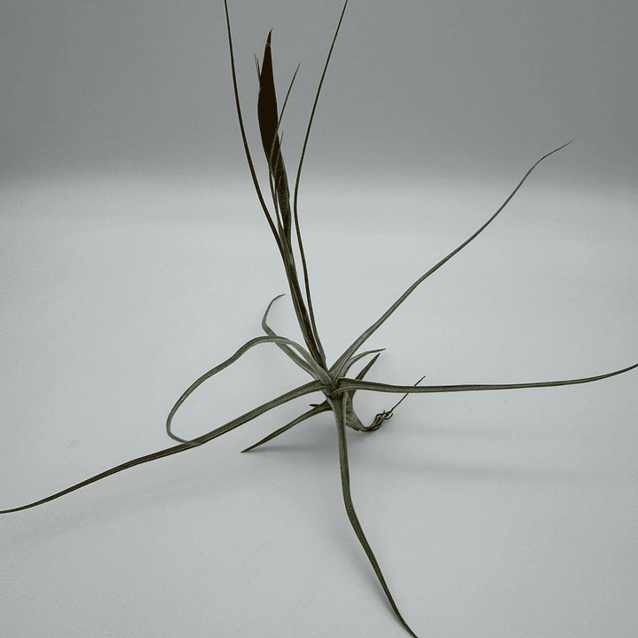 Tillandsia Schiedeana 3