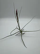 Tillandsia Schiedeana - thumbnail 3