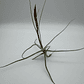 Tillandsia Schiedeana - Thumbnail 3