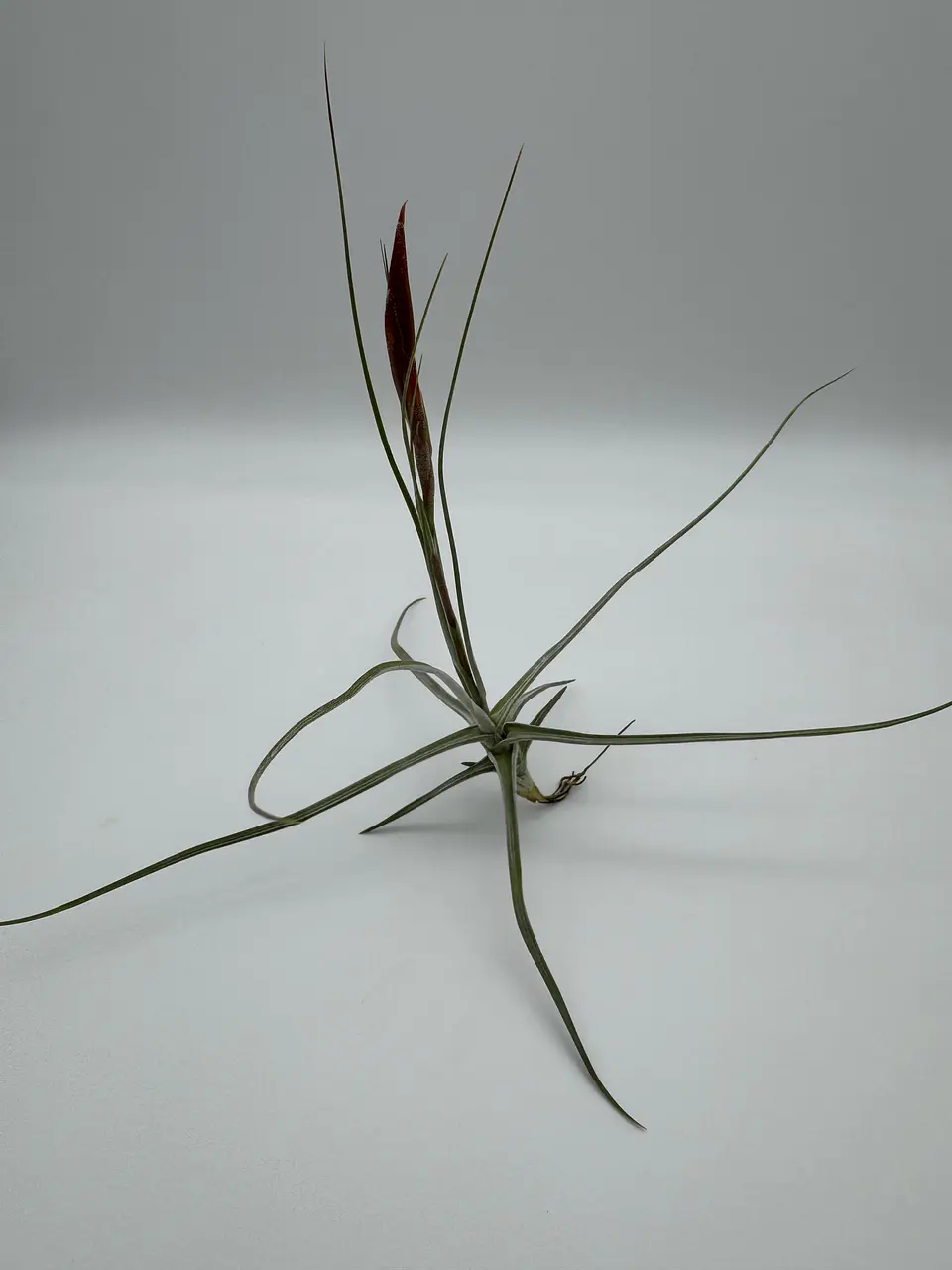 Tillandsia Schiedeana 3