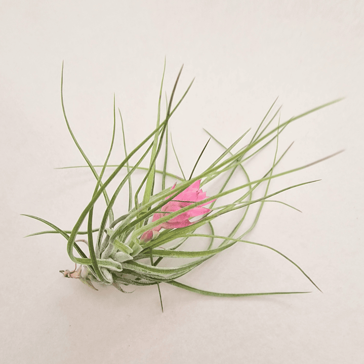 Tillandsia Stricta 2