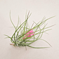 Tillandsia Stricta - thumbnail 2