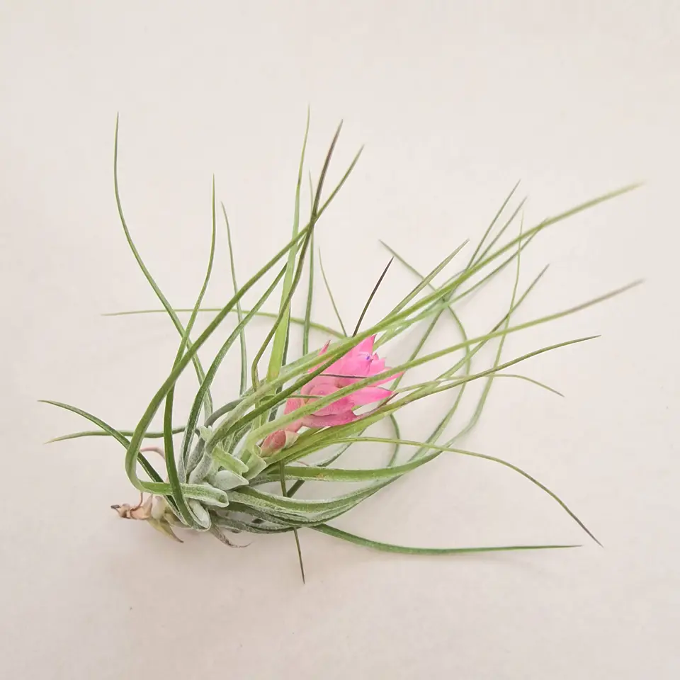 Tillandsia Stricta 2
