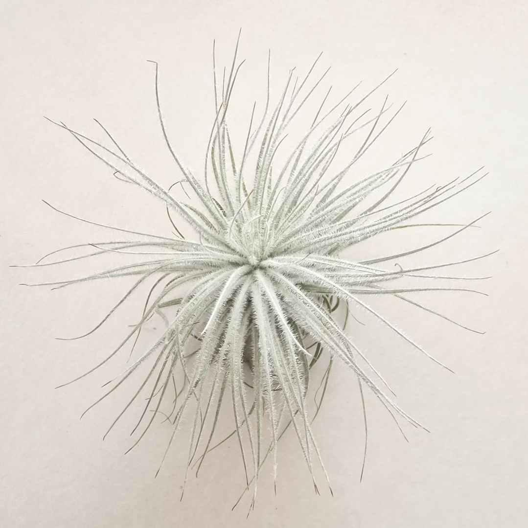 Tillandsia Tectorum 2