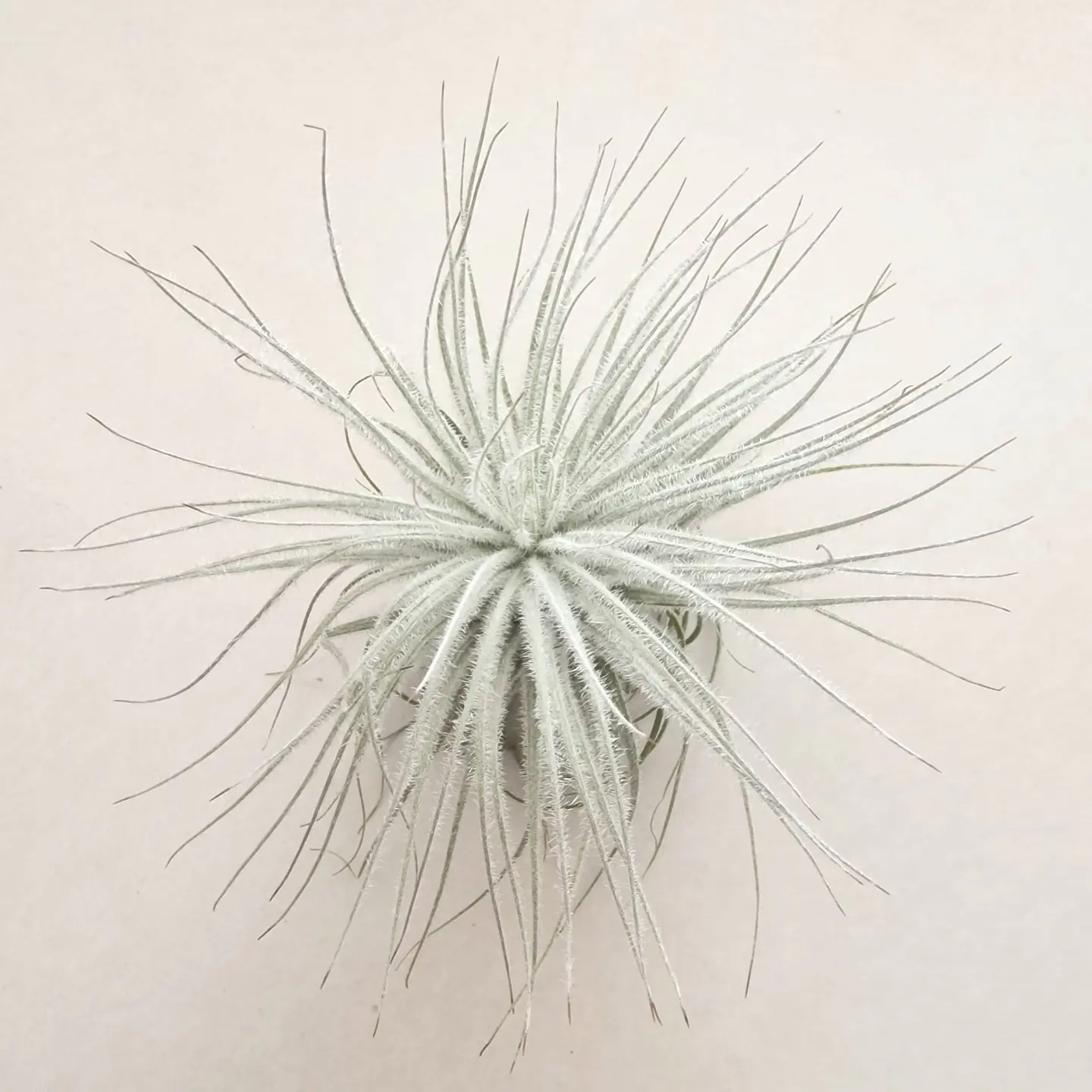 Tillandsia Tectorum 2