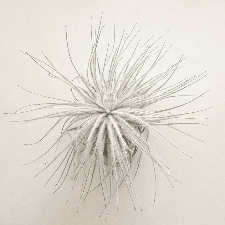 Tillandsia Tectorum 2