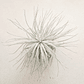 Tillandsia Tectorum - thumbnail 2