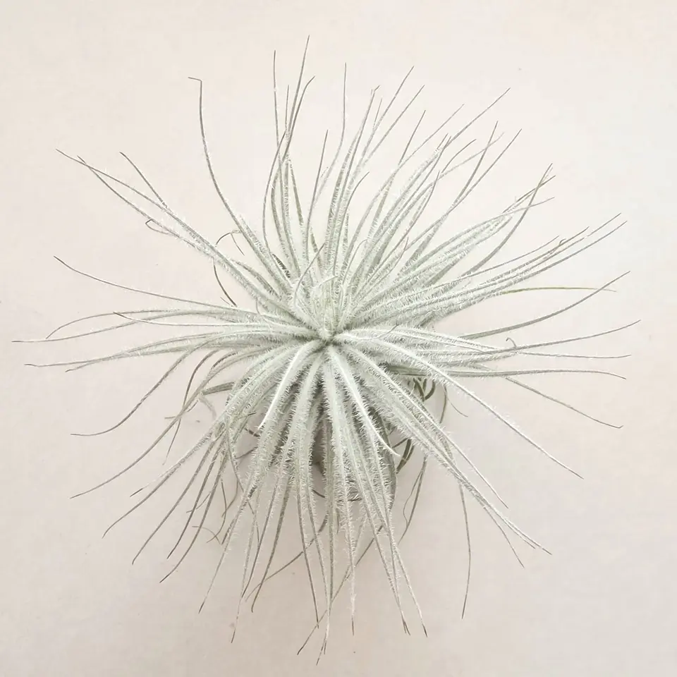 Tillandsia Tectorum 2