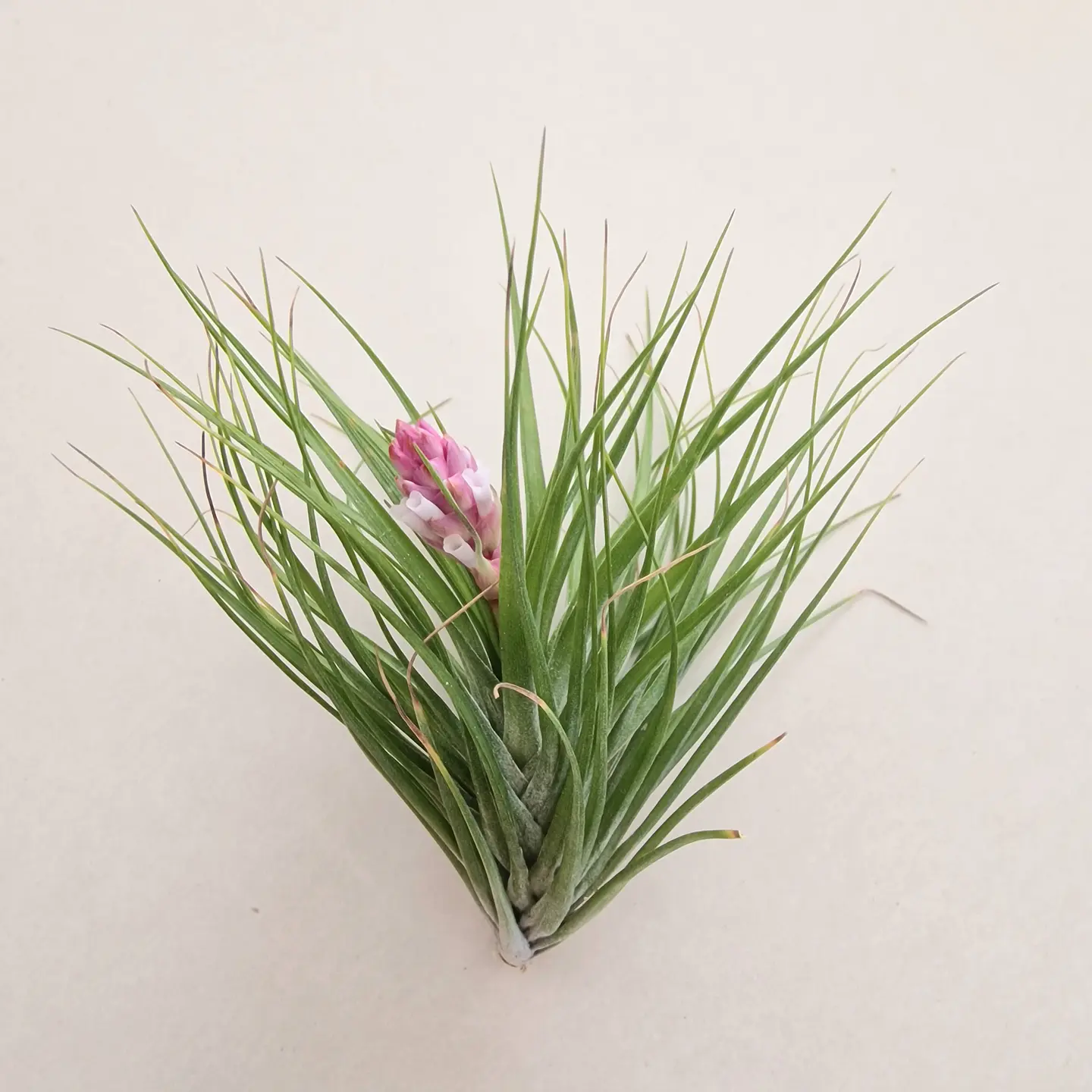 Tillandsia Tenuifolia 1