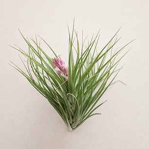 Tillandsia Tenuifolia