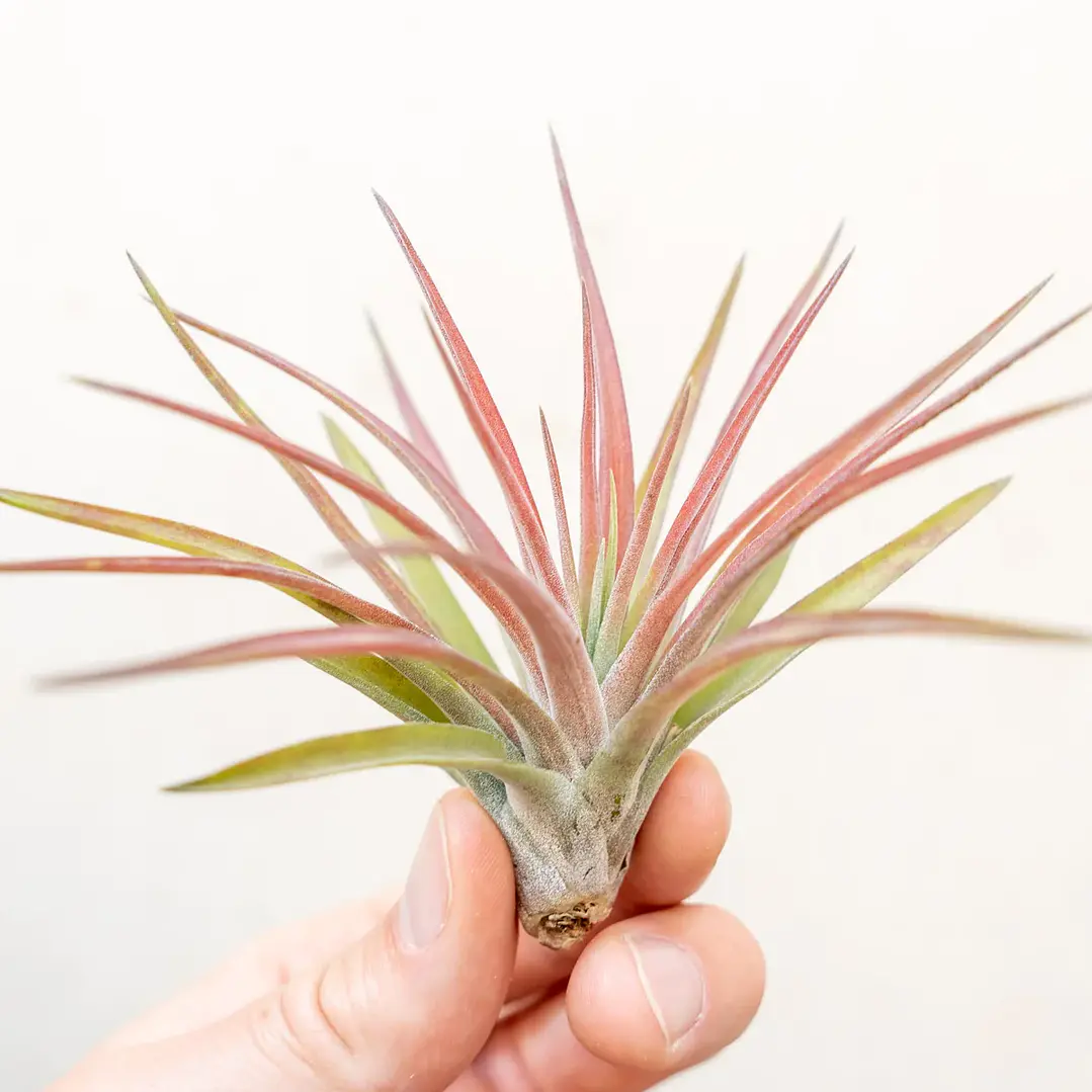Tillandsia Velutina 2