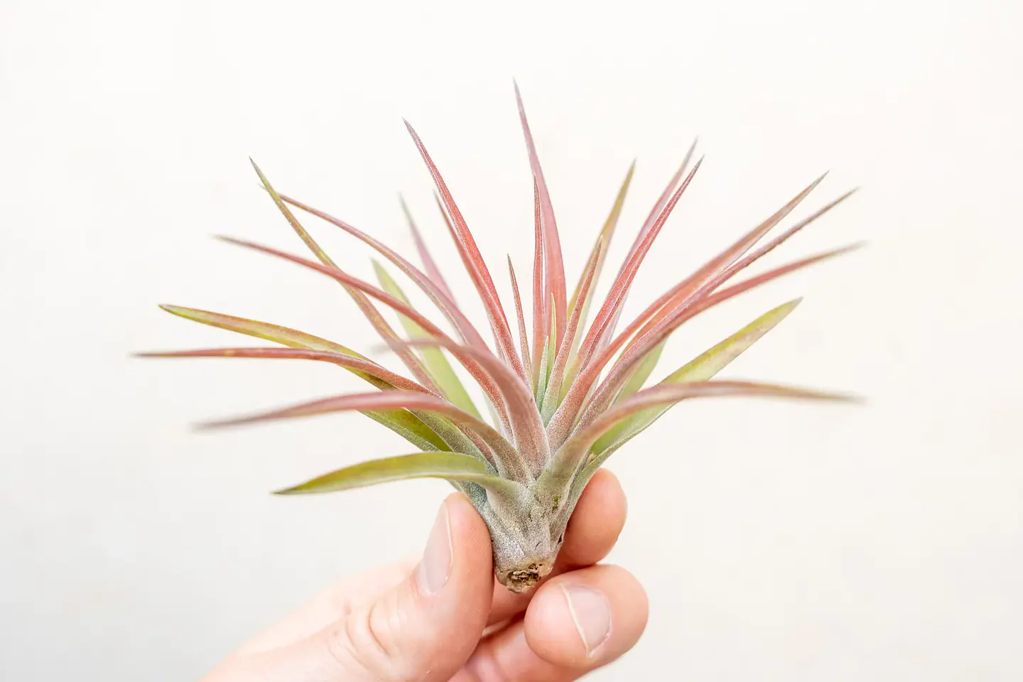 Tillandsia Velutina 2