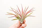 Tillandsia Velutina - Thumbnail 2