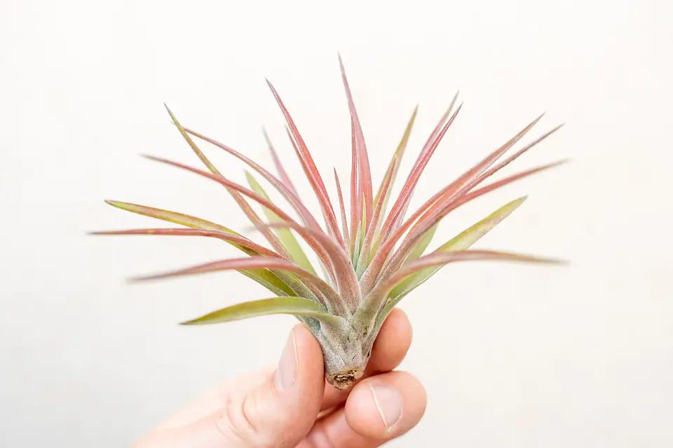 Tillandsia Velutina 2